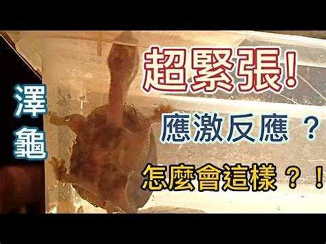 烏龜不上岸|【烏龜不上岸】烏龜不上岸？新手照護大哉問，解決方法看這裡！。